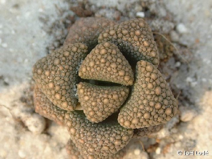 Titanopsis hugo-schlechteri v. alboviridis ©JL Dscf0492